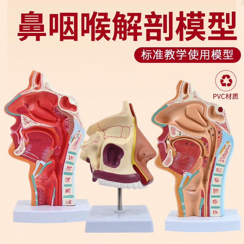 教学人体鼻腔解剖模型 耳鼻喉科医学鼻子口腔鼻咽喉结构鼻部结构
