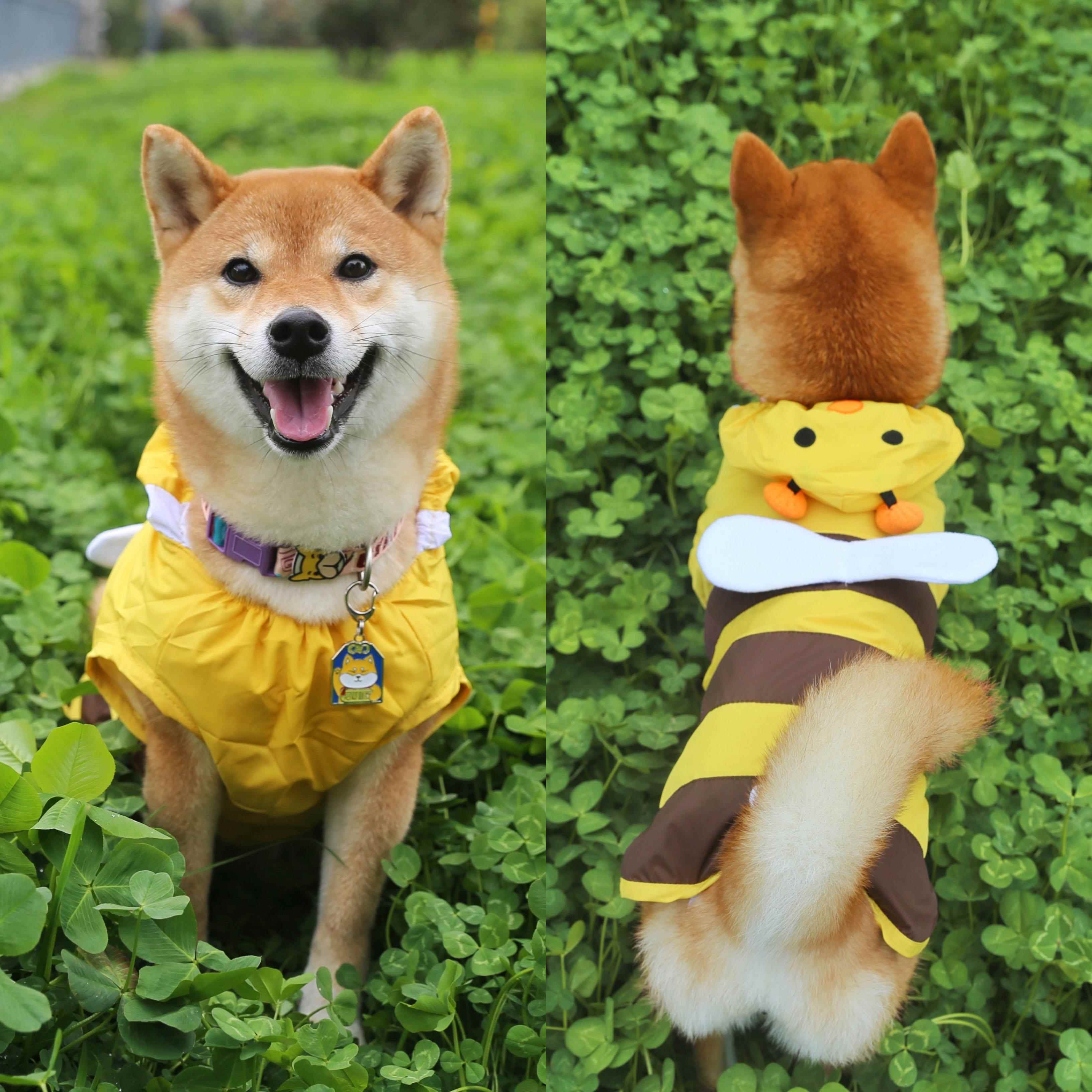 网红柴犬小蜜蜂狗狗雨衣雨披防水防风夏天可爱衣服柯基法斗抖音