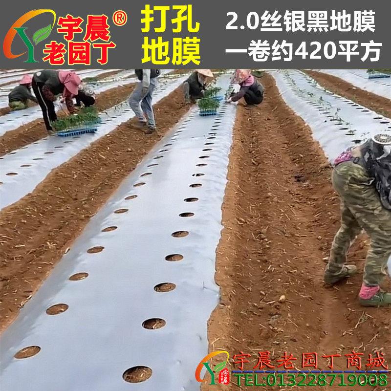 定制带洞眼农用塑料薄膜蔬菜双色打孔地膜银黑地膜草莓辣椒番茄