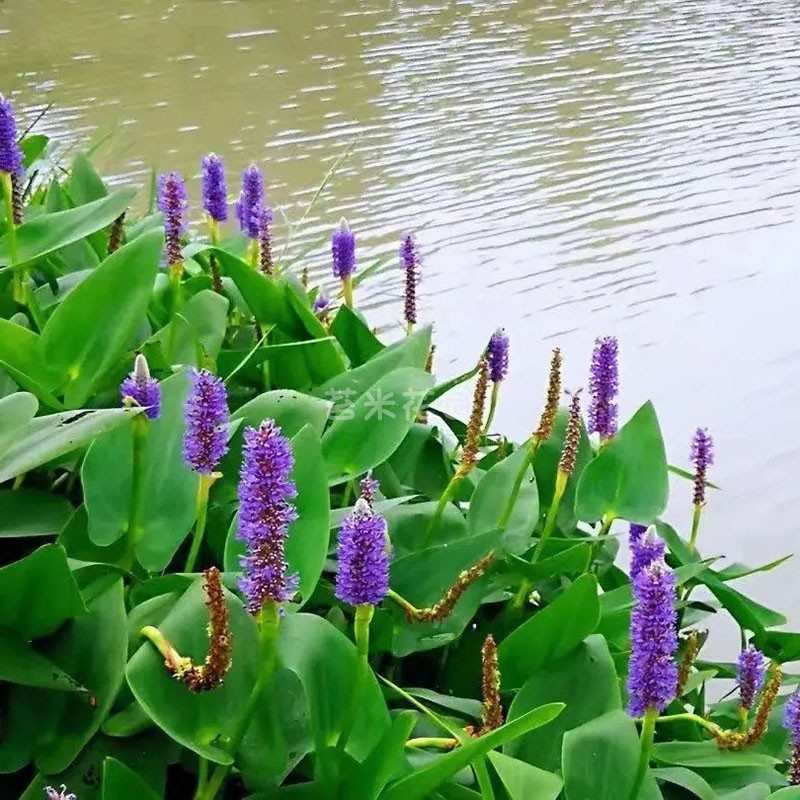 2加仑紫花梭鱼草盆栽庭院室外鱼池水生植物多年生耐寒耐热宿根花