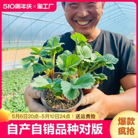 奶油草莓苗盆栽带盆带土种籽子可食用红颜四季结果阳台种植新苗秧