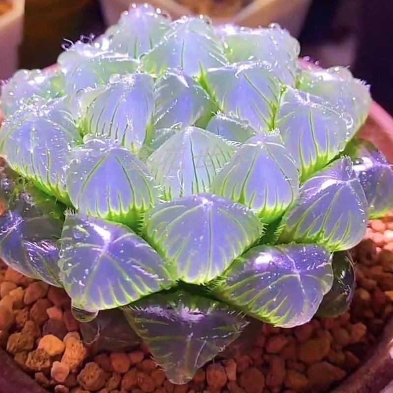 高级稀有精品多肉植物无暇玉露水培多肉盆栽花卉蓝镜透明多肉植物