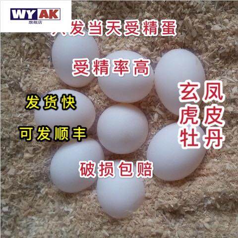 鹦鹉蛋受精可孵化玄凤蛋鸟蛋可人工孵化玄风宠物鹦鹉虎皮原始云斑