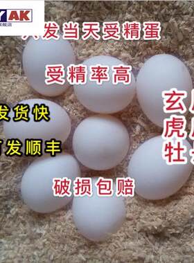 鹦鹉蛋受精可孵化玄凤蛋鸟蛋可人工孵化玄风宠物鹦鹉虎皮原始云斑