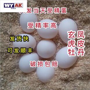 鹦鹉蛋受精可孵化玄凤蛋鸟蛋可人工孵化玄风宠物鹦鹉虎皮原始云斑