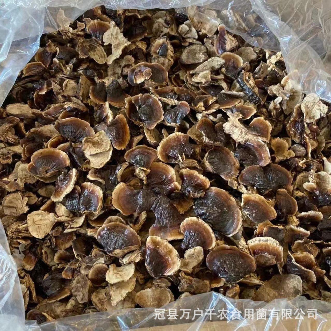 小金边灵芝片小香芝不苦黑灵芝紫灵芝山东泡水诚招代