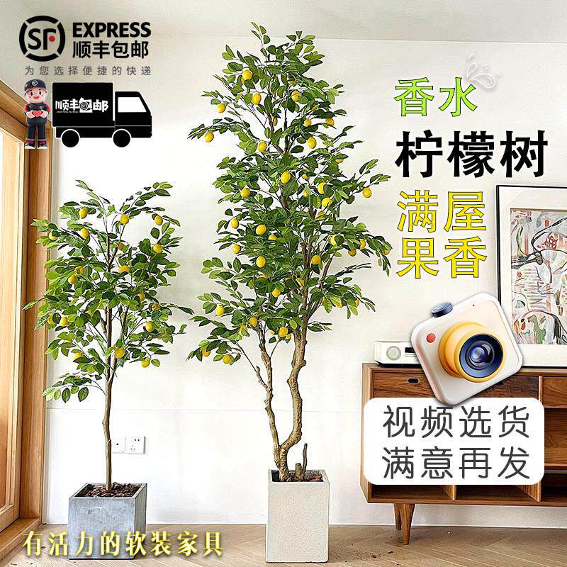 香水柠檬树客厅绿植盆栽带果大型室内外阳台老桩旺宅树可食用四季