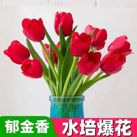 水培郁金香大种球水仙花种子花卉盆栽绿植物室内鲜花好养百合种球