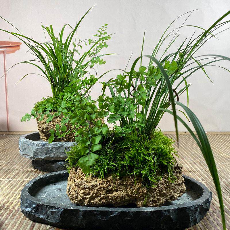 吸水石铁线蕨菖蒲组合绿植盆栽假山盆景蕨类植物懒人好养水培植物