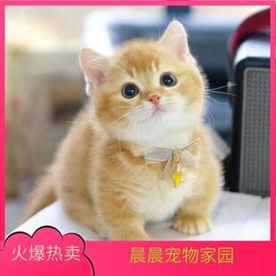 猫咪可爱幼猫橘白猫橘猫活体中华田园猫宠物猫三花猫幼崽狸猫花猫