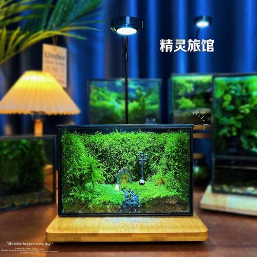 苔藓微景观生态瓶创意桌面摆件成品送礼治愈礼物