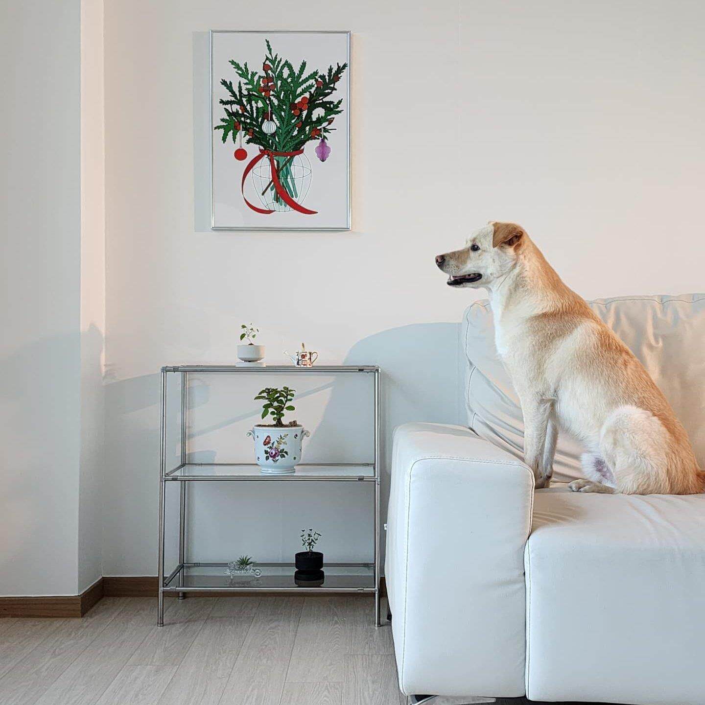 TeeUM韩国制｜创意手工多肉花盆｜客订款