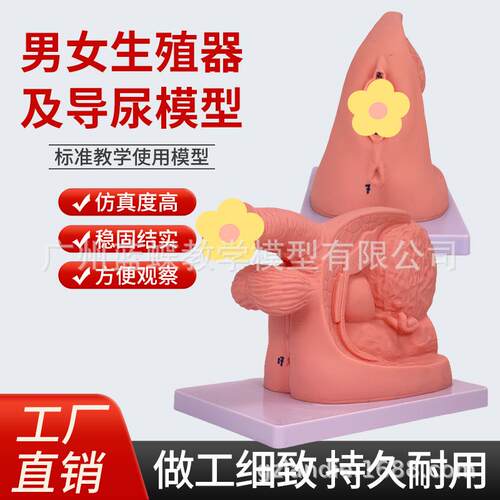 女性内外生殖器解剖 简易导尿训练演示练习 男性泌尿系统教学模型