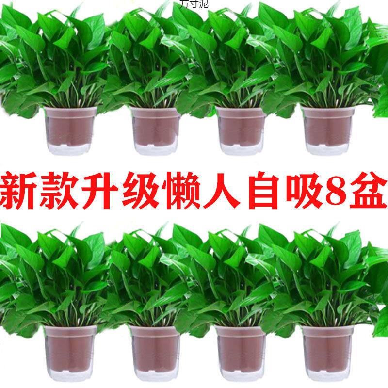 绿萝盆栽室内吸除懒人水培绿萝景观长藤垂吊大叶绿植厂供应链
