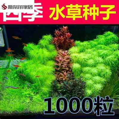 水草种籽鱼缸植物种子懒人造景增氧牛毛前景活体鱼草真草水生水藻