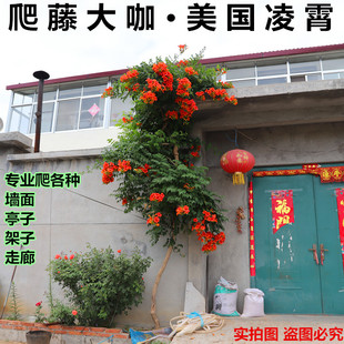 森农哥美国凌霄花苗老藤庭院爬藤植物炮仗花树苗盆栽攀爬现挖现发