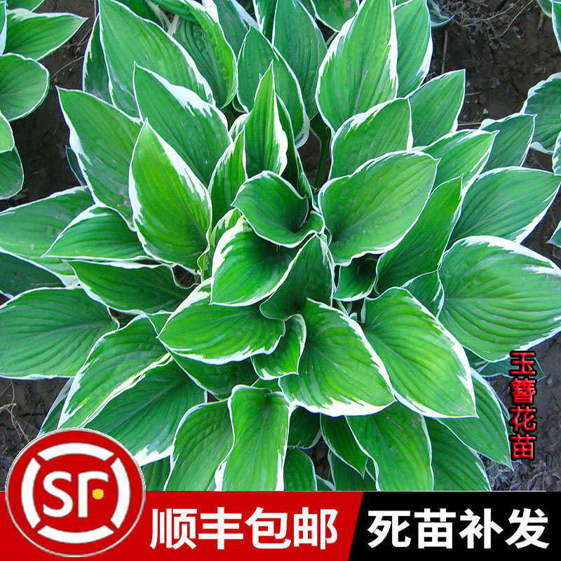 玉簪花卉苗金边花叶耐寒耐旱观叶地被植物花卉室内盆栽花坛多年生