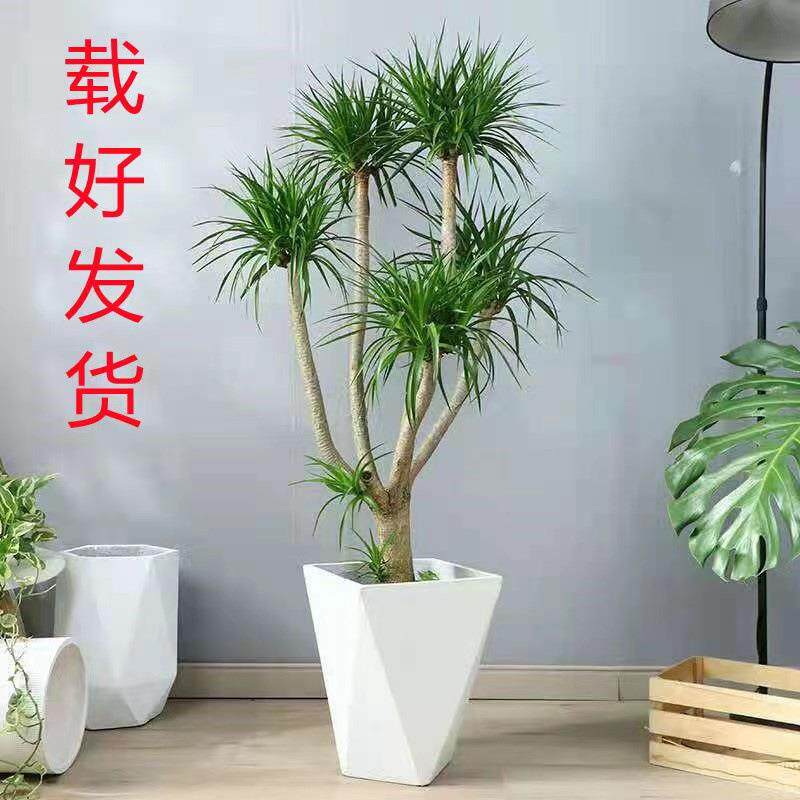 大型绿植龙须树多头龙血树龙铁树室内客厅盆栽花卉植物办公室盆景