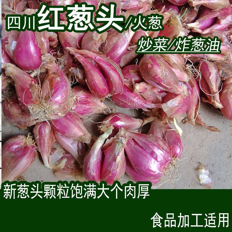 四川正宗小香葱红紫皮火葱头阳台盆栽炸榨葱油酥大个干葱套筒500g