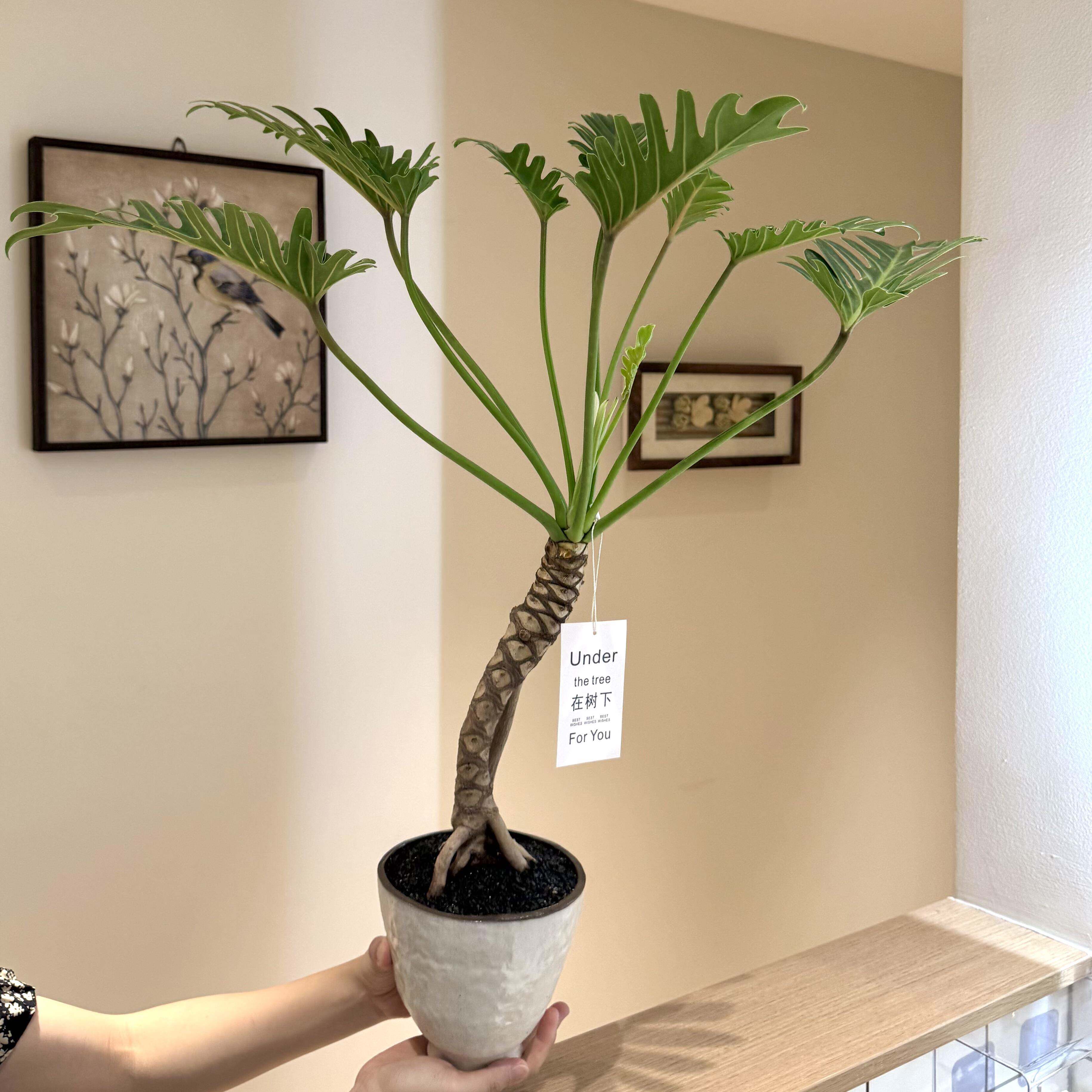 老桩龙鳞小天使春羽竹芋海芋盆栽盆景室内客厅好养观叶花卉绿植