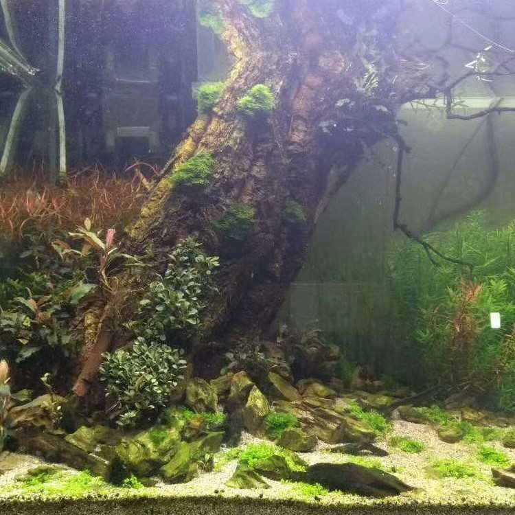 装饰造景树皮宠物躲避软木工厂道】直销水族天然【软木皮葡萄牙头