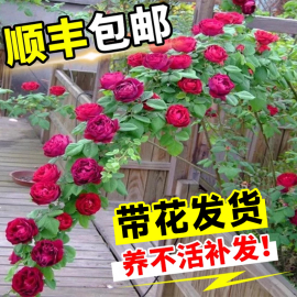 蔷薇花苗藤本月季特大花树，庭院爬藤植物花卉盆栽，阳台玫瑰四季开花