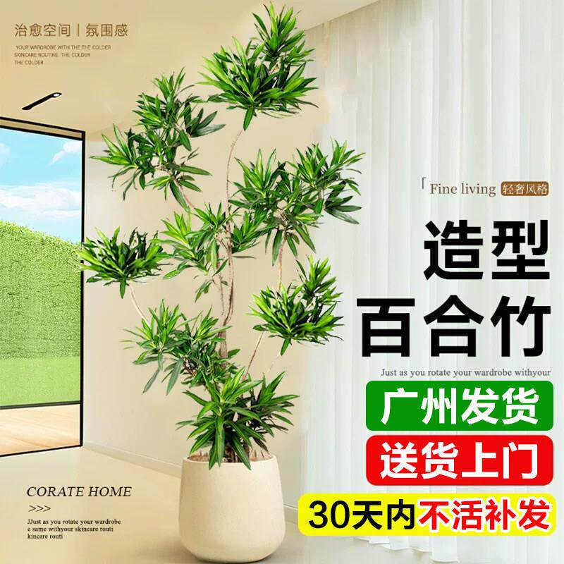 百合竹客厅造型真绿植室内落地大型盆栽办公室四季老桩造型大盆景
