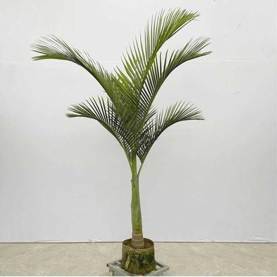 假槟榔树苗椰子树热带植物棕榈庭院客厅大型真绿植盆栽室内外好养