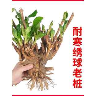 开花盆栽阳台庭院花卉植物冬季 绣球老桩花苗八仙花无尽夏四季 耐寒