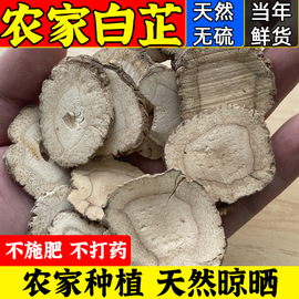 白芷中药材香料川白芷炖羊肉大料面膜白芷粉农家自种晾晒无硫