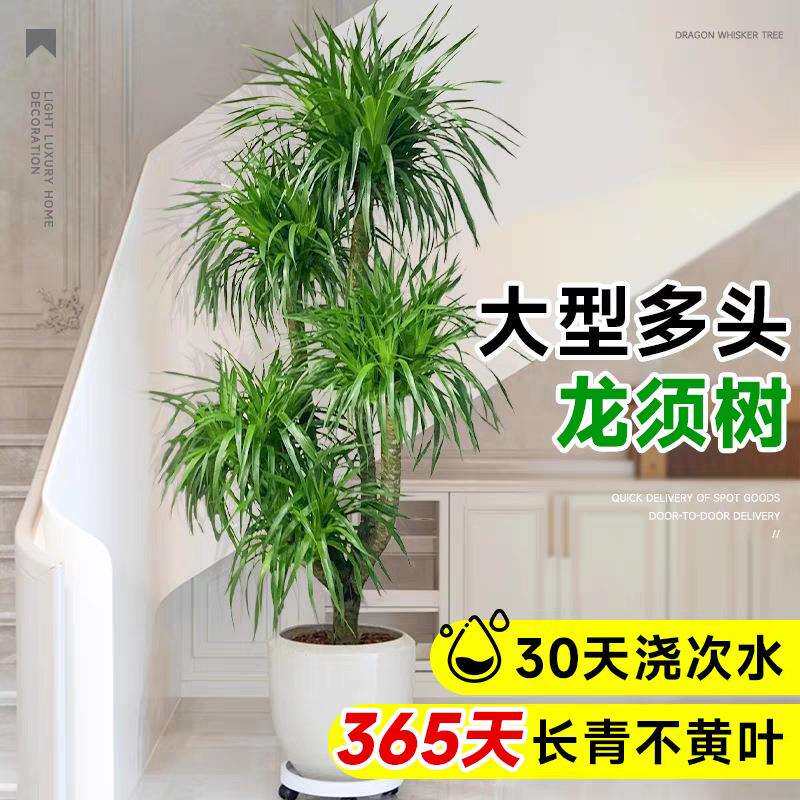 龙血树大型客厅旺宅绿植室内盆栽大盆景龙铁龙须树办公室落地植物