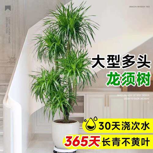 龙血树大型客厅旺宅绿植室内盆栽大盆景龙铁龙须树办公室落地植物