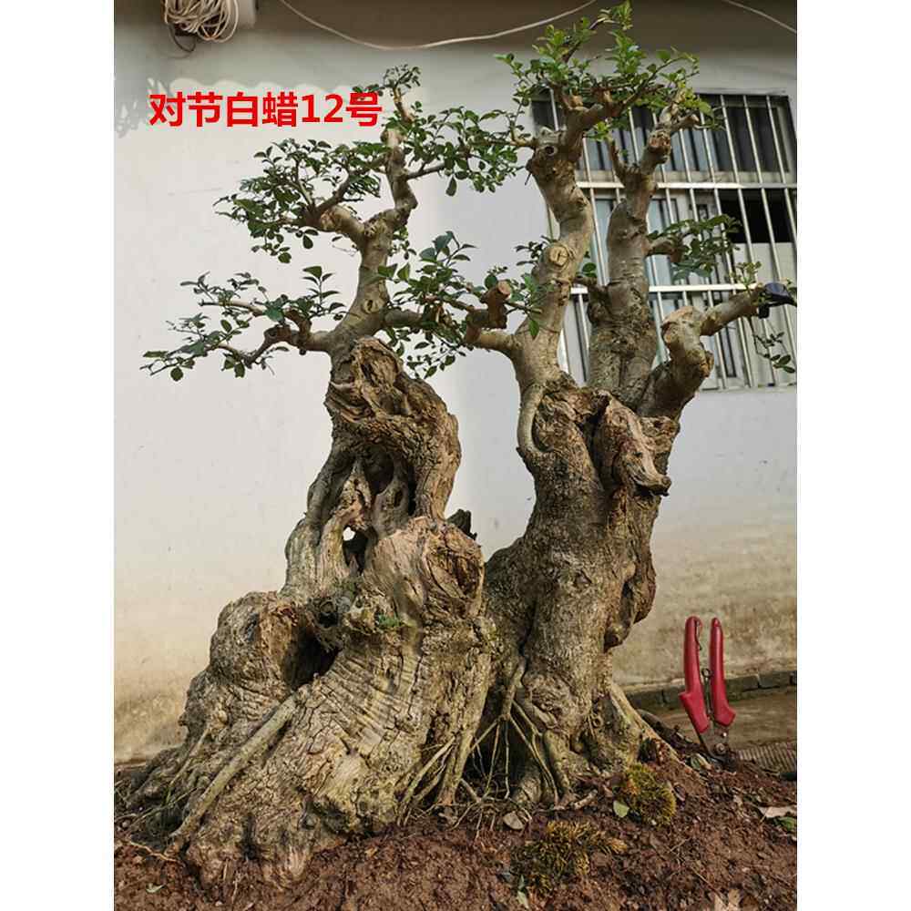 对节白蜡盆景老桩怪桩高提根实拍根抱石高档成型带盆包邮耐寒