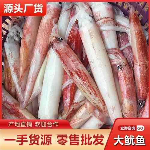 新鲜大鱿鱼约一斤一条船钓鲜活整只鱿鱼乌贼大章鱼烧烤火锅