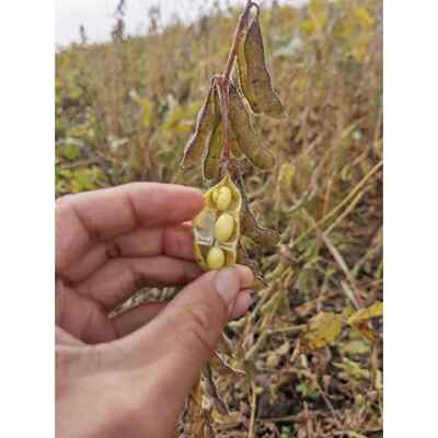 2024东北黑龙江特产高蛋白东农252大粒黄豆农民种植5斤豆浆豆芽