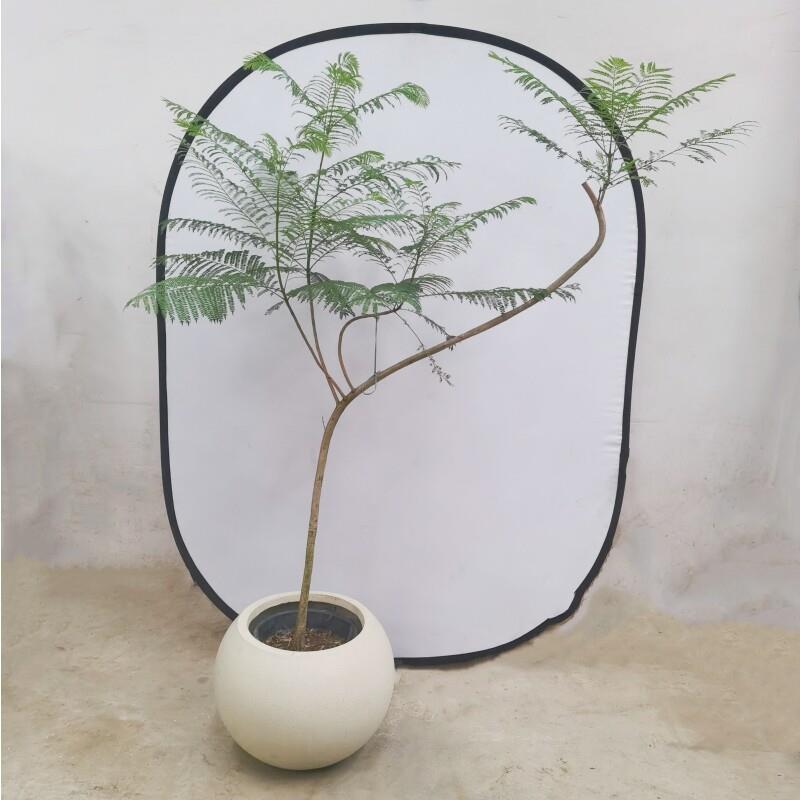 蓝花楹大型绿植室内网红造景观叶盆栽植物落地装饰客厅庭院花园