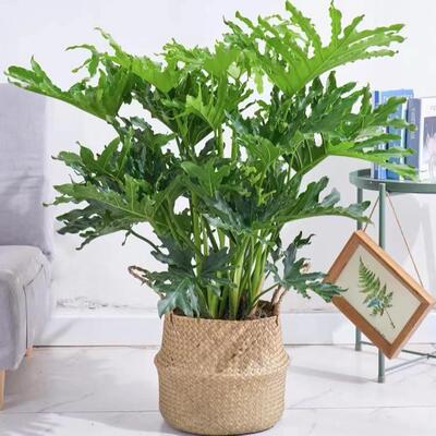 龙鳞春羽水培植物盆栽室内客厅净化空气办公室桌面花卉绿植春雨