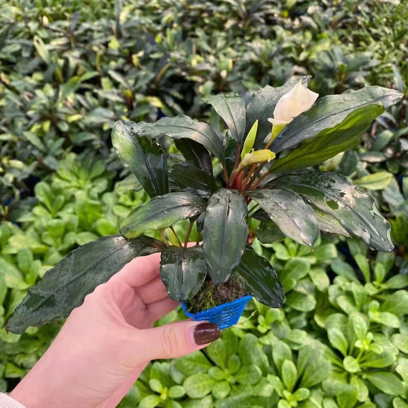 莫特系列辣椒榕小蓝杯装水草缸鱼缸造景水培阴性淡水活体水草植物