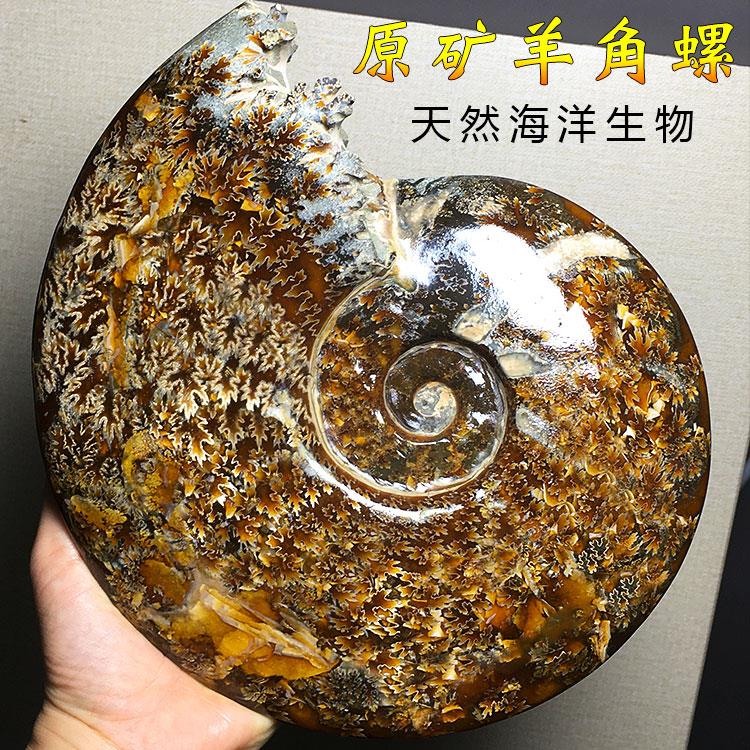 天然螺化石羊角螺玉化斑彩螺菊花石原石矿物教学标本桌面客厅摆件