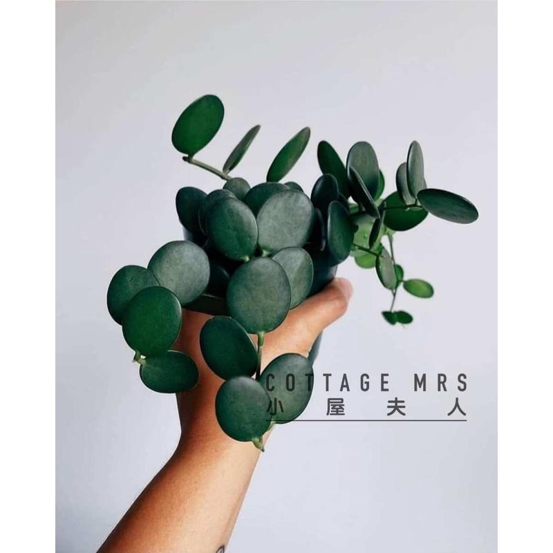 碧雷鼓小众奇趣圆叶多肉耐旱爬藤植物盆栽藤蔓垂吊绿植四季常绿
