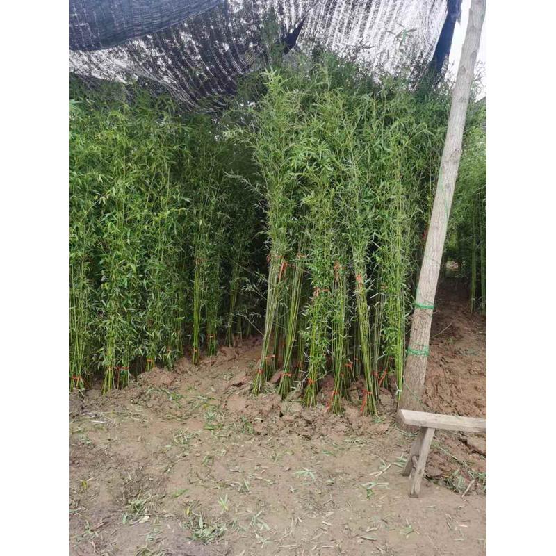 早园竹苗 雷竹苗 刚竹苗 青竹苗 庭院竹子苗四季常青翠竹 竹子根