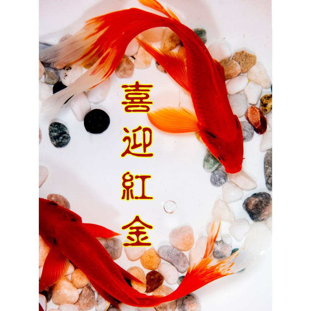 纯种凤尾大红草金鱼淡水观赏鱼好养耐活冷水招财锦鲤活鱼金鱼鱼苗