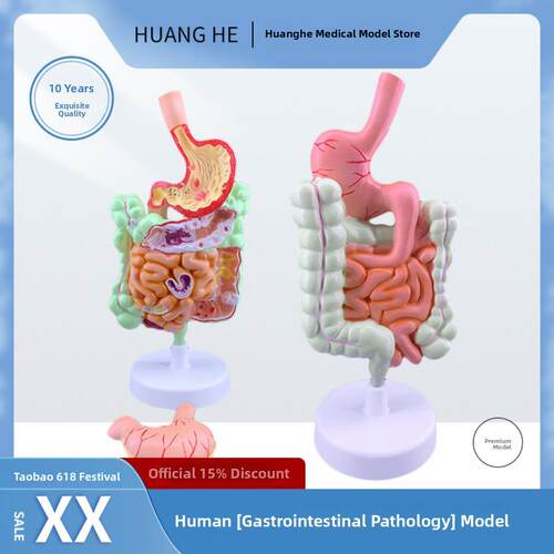 人体消化系统解剖模型大肠模型直肠十二指肠内脏肠胃解剖构造模型