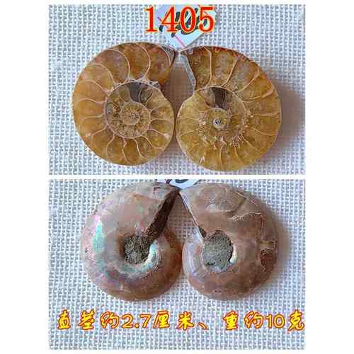 正品开片叶菊石石摆件石动物财全玉化情侣吊坠古生物标本化9材99