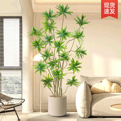 百合竹客厅绿植室内大盆栽落地轻奢高级感旺宅植物大型客厅禄植树
