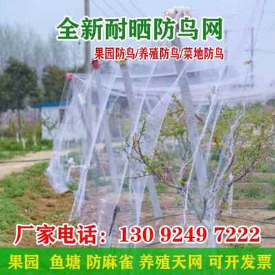 果园防鸟尼龙网 2.0网孔 宽度25米 大棚防鸟网适用于葡萄樱桃与养