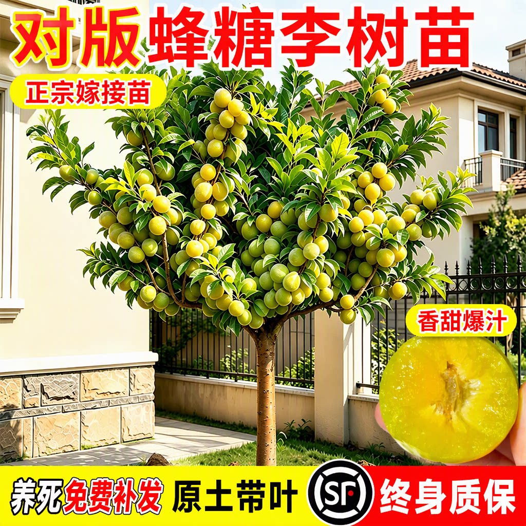 蜂糖三华李子树苗阳台盆栽图片
