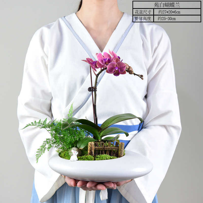 绿植物室内蝴蝶兰带花花卉植盆栽活四季苞客厅花苗花剑养好盆栽易