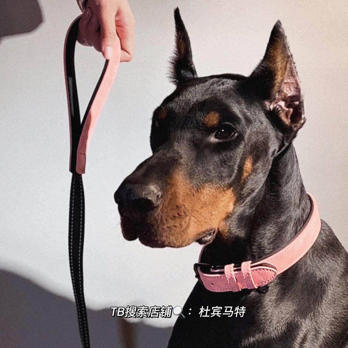 杜宾马特蜜桃粉狗项圈大型犬小狗镭射渐层柔软护颈宠物牵引绳可爱