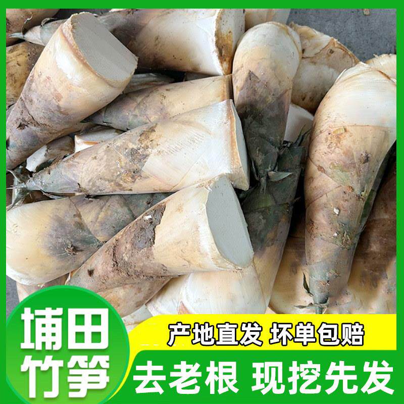 2025年新鲜竹笋揭阳埔田苦竹笋苦笋嫩笋春笋现挖麻竹非马蹄笋包邮图片